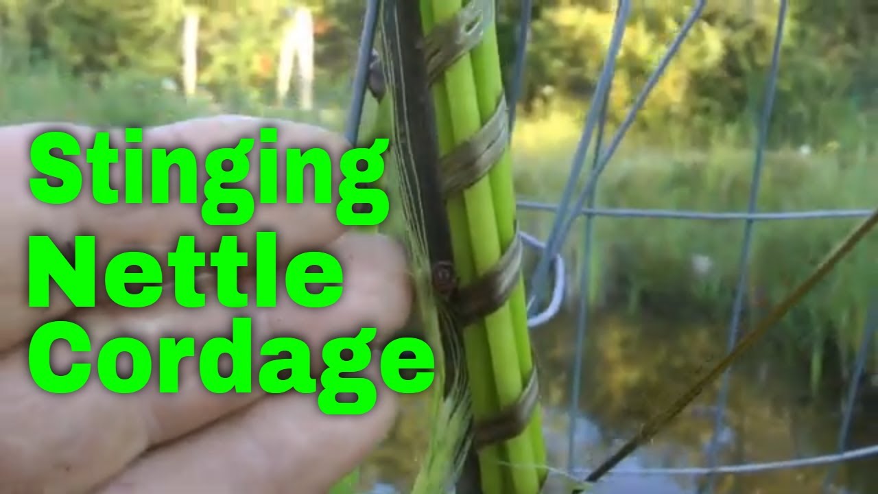 First try at bundling wild rice (using stinging nettle cordage