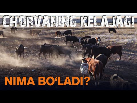 Video: Yaylov biomlari qanday?