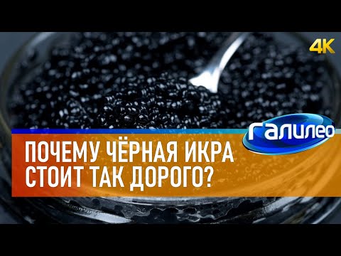 Видео: Галилео 🐟 Почему чёрная икра стоит так дорого? [4K]