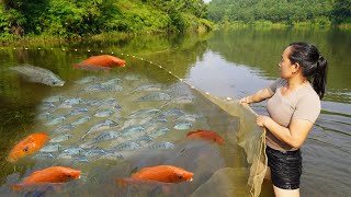 Fishing video: Harvesting fish with net - Bring the baby fish back to the pond - Farm life