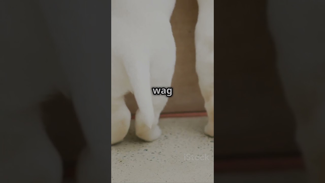 Why Do Dogs Wag Their Tails? 🐶 