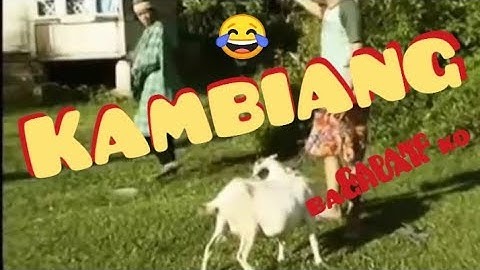 Buset. Kambiang. ( Gadang BAGHUAK ko )