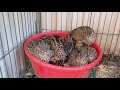 My DIY Quail Cage or how to repurpose small animal cage.