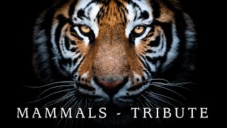 Mammals | Wildlife Tribute (BBC Earth edit)