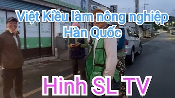 Việt kiều làm nông nghiệp Hàn Quốc - Hành trình tới nông trang vào sáng sớm và bữa trưa | Hinh SL Tv