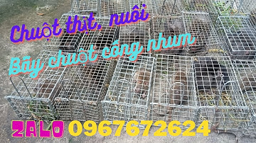 Thăm Bẫy Chuột Cống Nhum, Tập 116(Cò lém cũng chết)#ccvlog