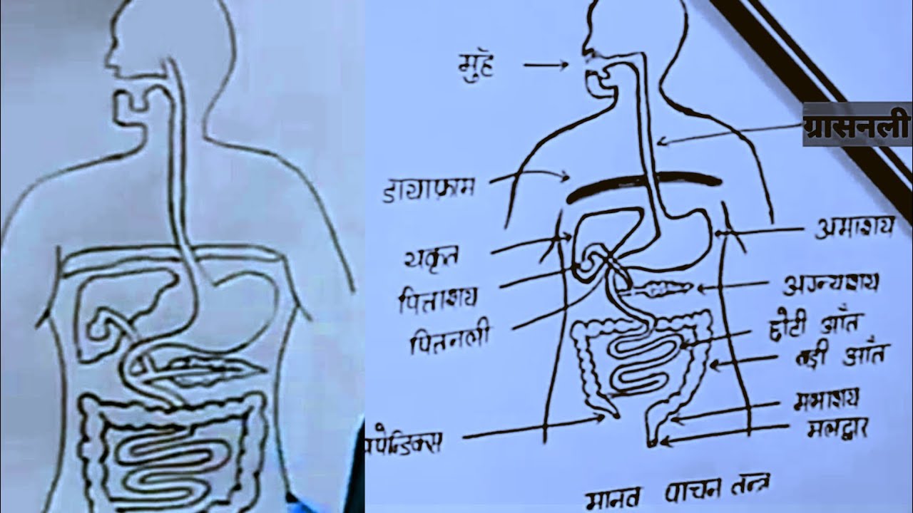 howtodraw_human_digestive_system // मनुष्य के पाचन तंत्र का चित्र बनाने का  आसान तरीका - YouTube