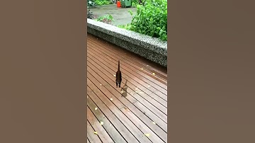 NTU VFX 2018 Assignment #3 MatchMove 46