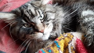 МЕЙН КУН СИМБА ВЛОГ КОТА  MAINE COON