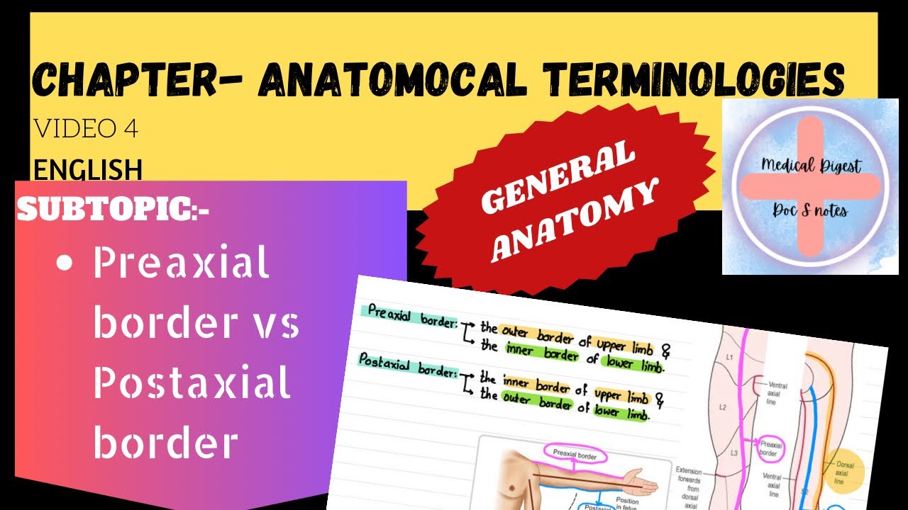 Preaxial border vs Postaxial borderDifference between preaxial and postaxial bordersV4