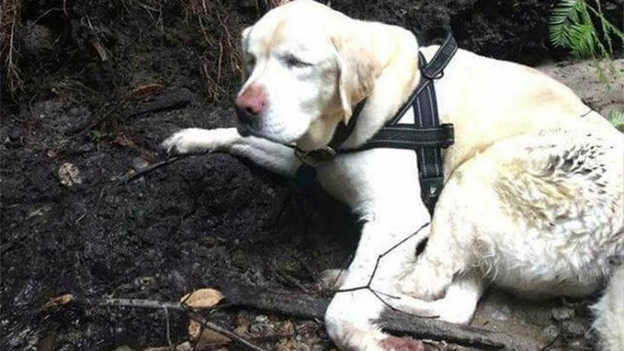 Собаки которые потерялись. Старый лабрадор. Пожилой лабрадор. Слепая собака