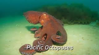 The Giant Pacific Octopus can squeeze its entire body through a hole the size of its beak.