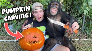 Carving Pumpkins With Baby Chimpanzee ! What Happens ?!