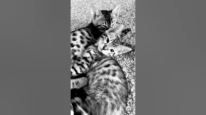 Watch the video about #shorts #bengalcat Bengal Kitties 🥰