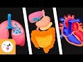 Human body organs for kids  circulatory system digestive system and respiratory system for kids