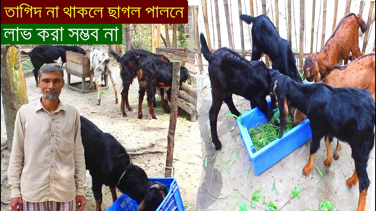 তাগিদ না থাকলে ছাগল পালনে লাভোবান হওয়া সম্ভব না জানালেন এই অভিজ্ঞ খামারি | ক্রস ছাগল পালন পদ্ধতি়।