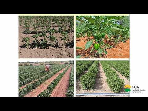 Video: Pimienta Creciente En Campo Abierto