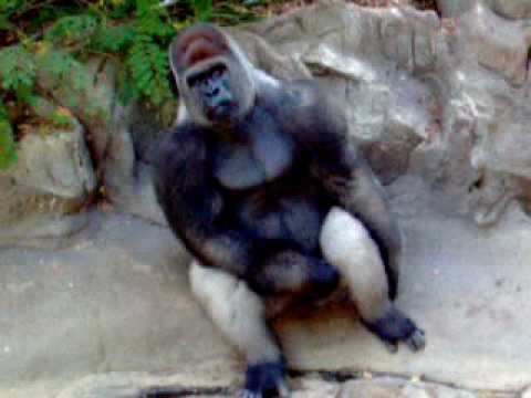 gorilla beats chest youtube