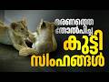 തിരുവനന്തപുരം മൃഗശാലയിൽ സിംഹക്കുഞ്ഞുങ്ങൾക്ക് മാതാപിതാക്കളായി ദൗത്യസംഘം; സിംബയും സൂരിയും ഉഷാറാണ്