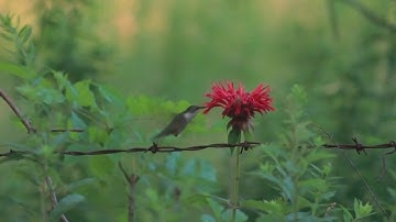 Ruby-Throated Hummingbird At A Flower, Part 2