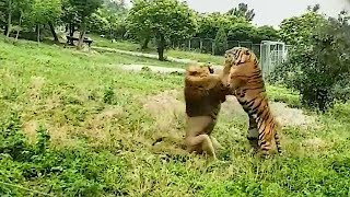 Tiger VS Lion Real Fight - Lion VS Tiger - Tough Creatures [Ep. 2]