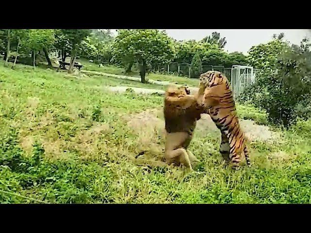 Tiger VS Lion Real Fight - Lion VS Tiger - Tough Creatures [Ep. 2] class=