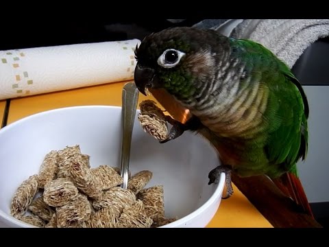 Funny Talking Green Cheek Conure 