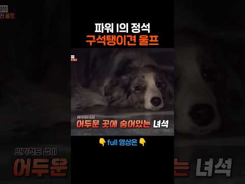 집 밖은 위험해,,,🐶 #애니멀봐 #shorts