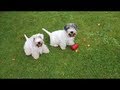 Sealyham Terrier. The reunion of Dakota & DJ の動画、YouTube動画。