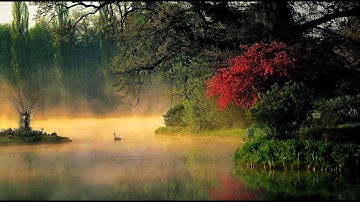 Adagio Albinoni (Strings and Organ)