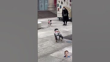 Anjing Robot VS Anjing Asli‼️ #shorts