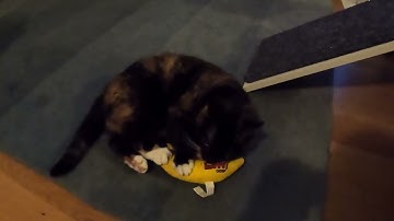 Fondue & Vilma: catnip banana