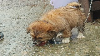 Rescue Tiny Puppy That was Abandoned in The Snowy Night by DogLife 933 views 2 years ago 5 minutes, 30 seconds