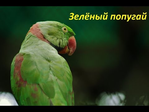Погодин зеленый попугай аудиокнига слушать