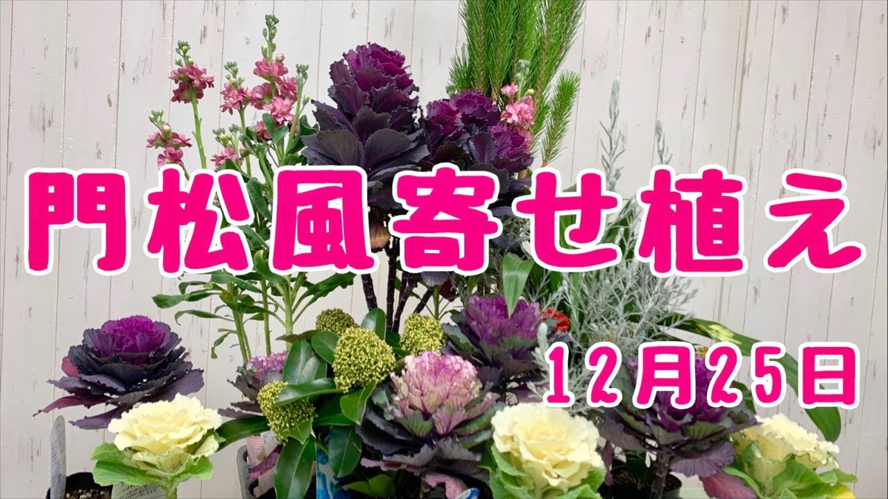 門松風お正月の寄せ植えスキミア万年青を使って Youtube