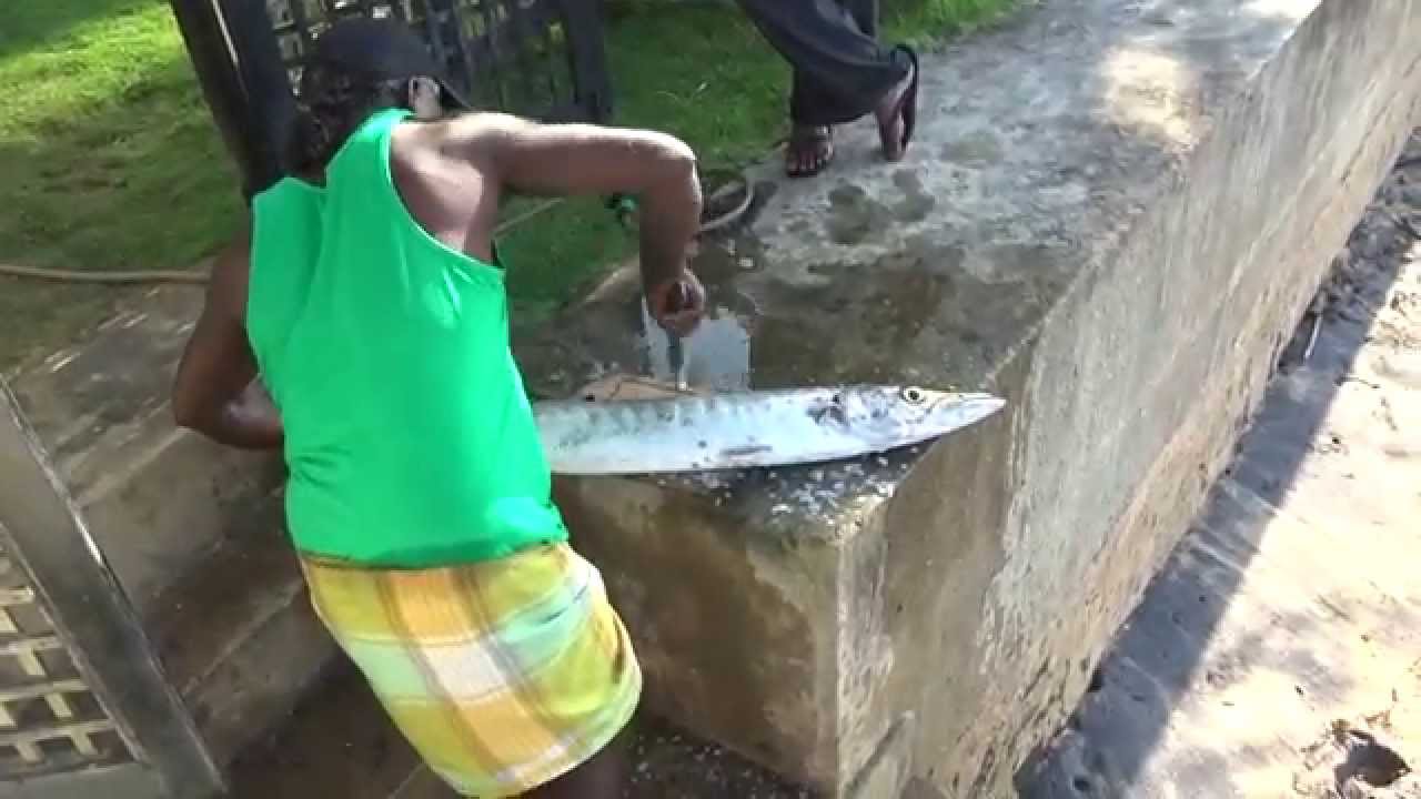 Processing the barracuda fish - Sri Lanka part 1 (20150104)