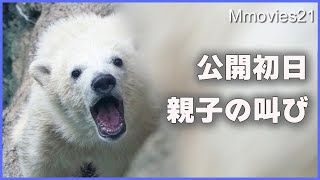 On the first day the polar bear baby was released, the baby fell off a cliff and cried