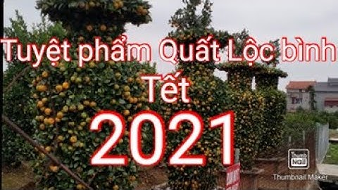 quất tết 2021, Quất Lộc bình đẹp nhất của năm 2021   quất chum / quất tháp / quất văn giang