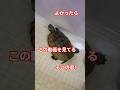怒ったり泣いたりお願いしたり🐢#short#亀#ウンキュウ#かめ#ペット#面白い#爆笑#流行る#バズる#ウケる#動物 #爬虫類 #動画#チャンネル登録お願いします #人気#大人気#チャンネル#お願い
