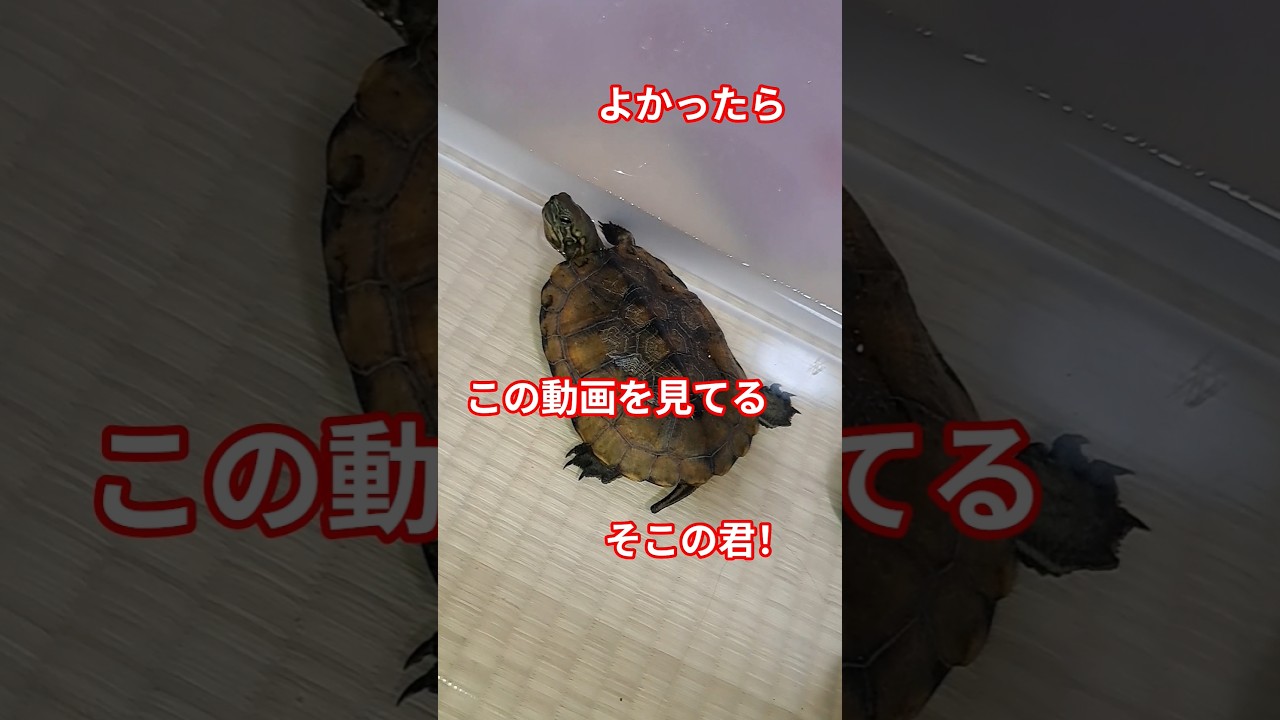 怒ったり泣いたりお願いしたり🐢#short#亀#ウンキュウ#かめ#ペット#面白い#爆笑#流行る#バズる#ウケる#動物 #爬虫類 #動画#チャンネル登録お願いします #人気#大人気#チャンネル#お願い