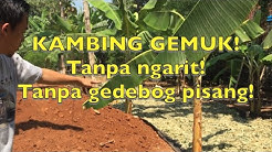Kambing cepat gemuk dengan fermentasi kering! STOK PAKAN MELIMPAH DI SEKITAR KITA - Durasi: 6.21. 