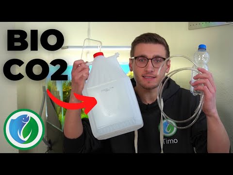 Video: Wie bauen Pflanzen Kohlendioxid ab?