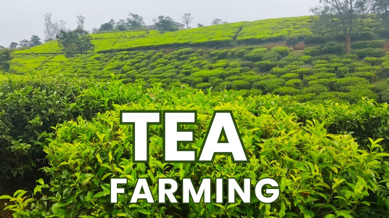 The Complete Guide to Tea Farming / Tea Cultivation / Tea Farming Business Plan