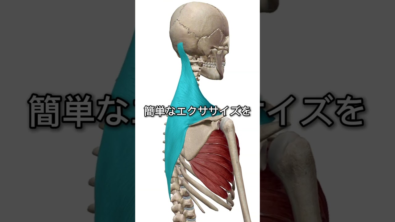 巻肩は背中を寄せてもあまり意味ない#姿勢改善 #巻き肩