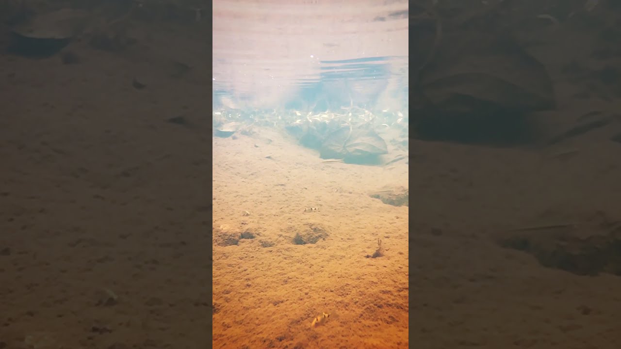 Shooting UNDERWATER With Iphone 8plus ? YouTube