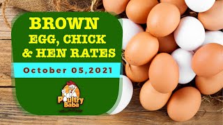 Today Brown Chick Brown Egg & Brown Layer rates in Pakistan | Poultry Baba |05-Oct-2021|