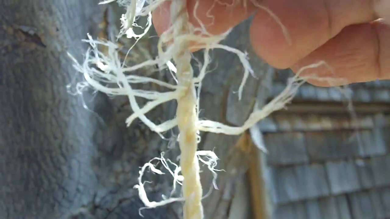 Making a primitive sinew bow string with reverse twist cordage