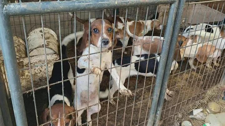 Woman pleads non-guilty to charges in alleged pupp...