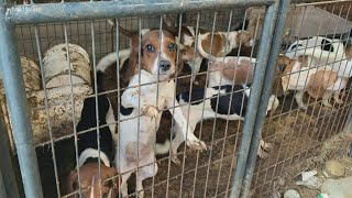 Woman pleads non-guilty to charges in alleged puppy mill in Adair County, 141 animals rescued