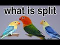How to produce split bird  what is the difference between split and possible split bird